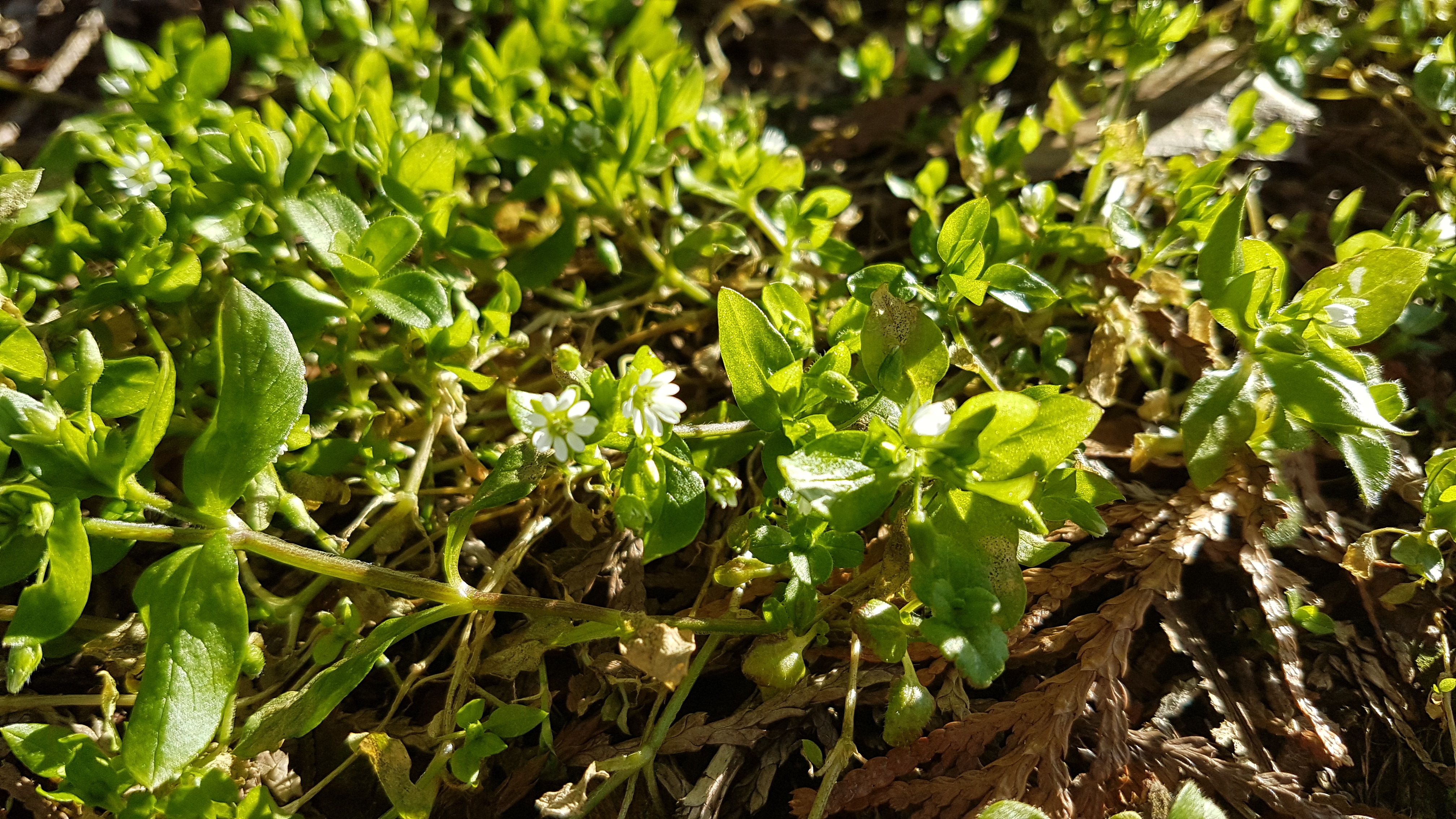 Chickweed plant